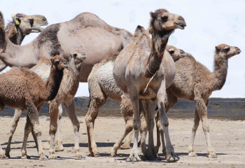 Шұбат өндірісін брендке айналдырған қожалық