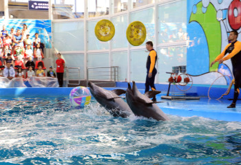 Дельфиндер қонаққа шақырады