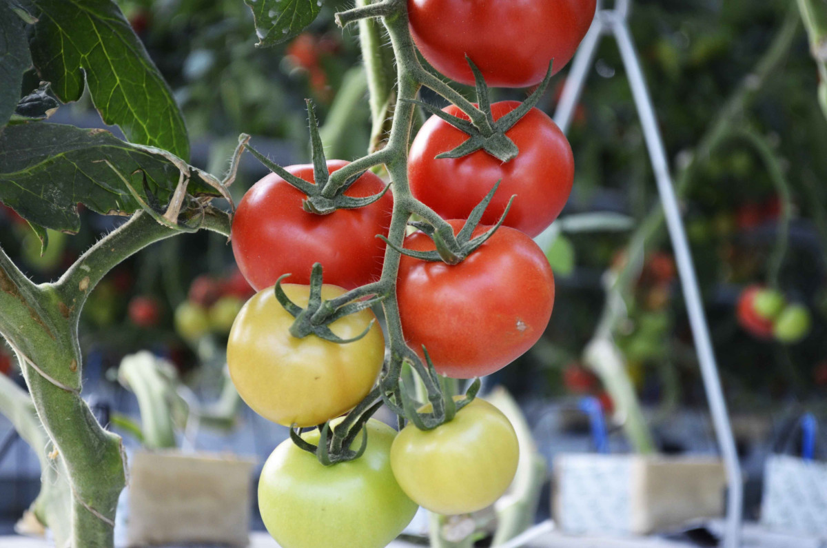  Автор фото: Чингиз Майсеит. 