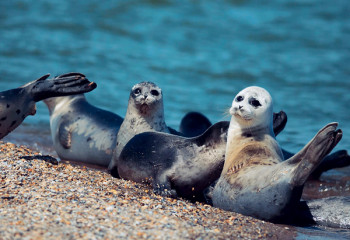«Итбалықтар адамдар секілді бір-біріне бауырмал келеді»