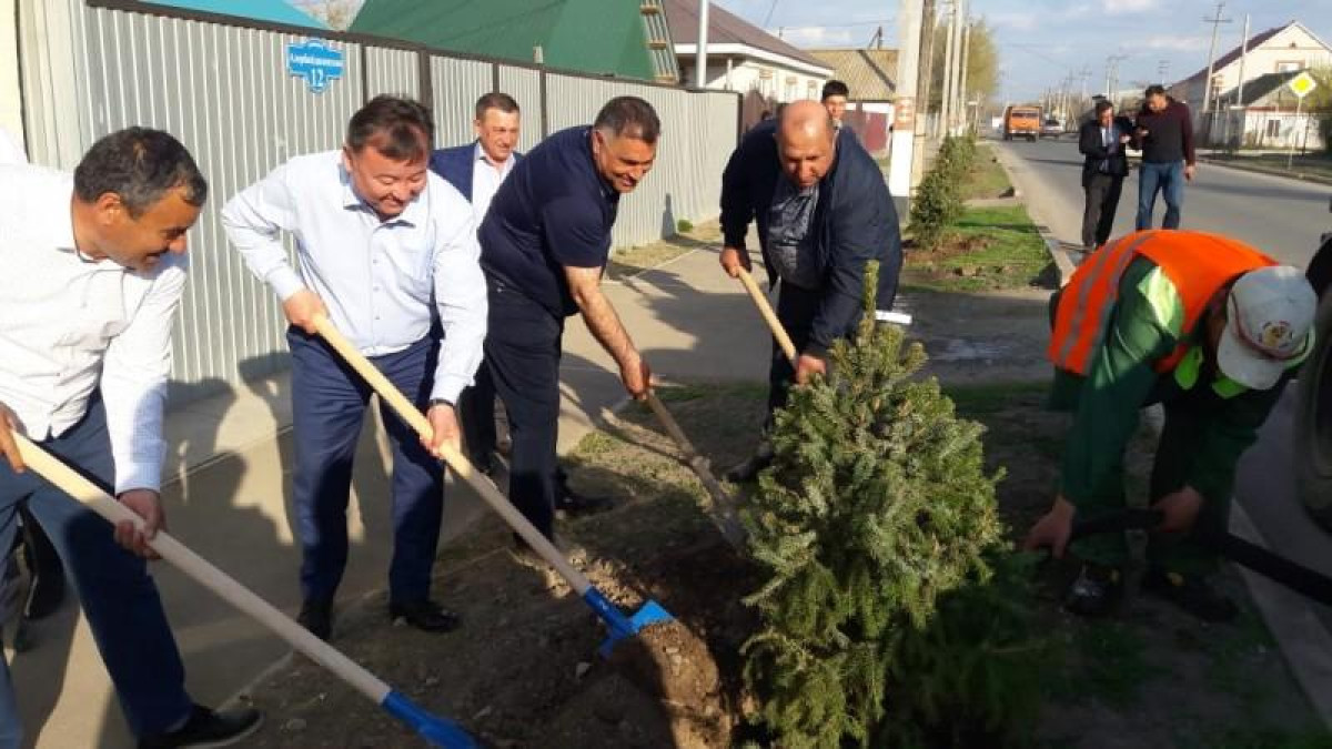 В Уральске члены АНК в рамках двухмесячника чистоты посадили ели