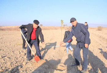 Түркістанда ҚХА 400 көшет отырғызды