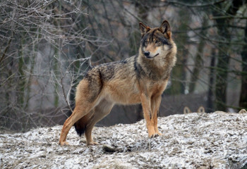 Конфликт интересов