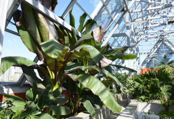 Зеленый оазис