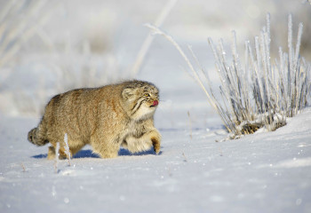 В поисках манула
