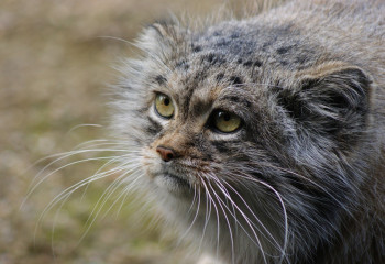 ТОП-7 краснокнижных животных Казахстана
