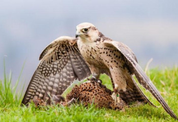 Что мы знаем о соколе балобане?