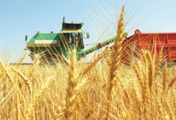 Диқандар – егіс даласында