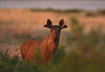 Заповедники Казахстана: Наурзум – место нетронутой природы