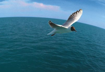 Суы жартылай ащы, жартылай тұщы Балқаш көлі 