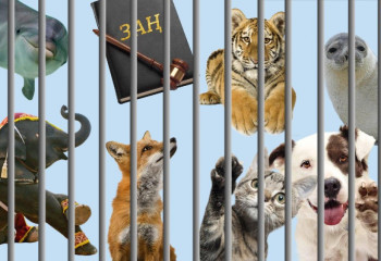 «Подневольное имущество»: как регулировать права животных?