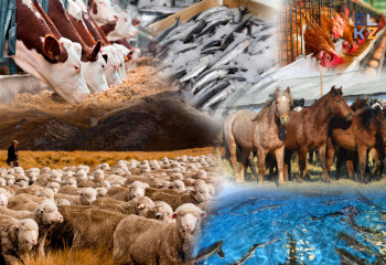 Қазақ халқының дәстүрлі шаруашылық түрлері