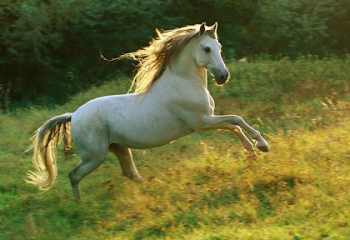 Қазақ тарихындағы батырлар мінген сәйгүлік аттар 