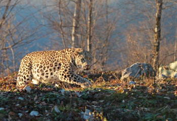 Частый гость или хозяин?