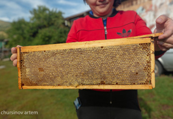 «Медовый неурожай». Катон-Карагайский мед теперь в дефиците