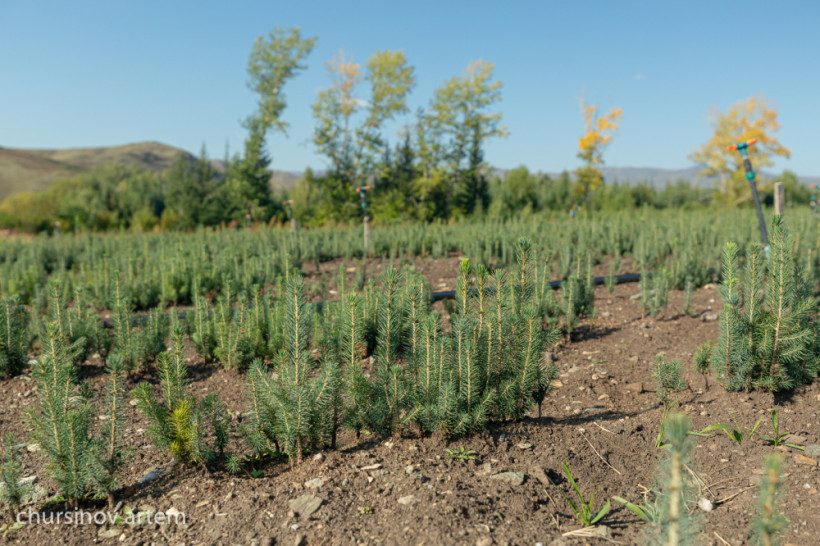  ©El.kz/Артем ЧУРСИНОВ 