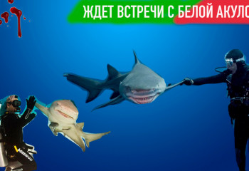 Большое хобби: Он ждет встречи с белой акулой