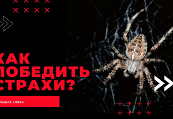 Большое хобби: Коллекционер