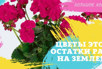 Большое хобби: Цветы это остатки рая на земле!