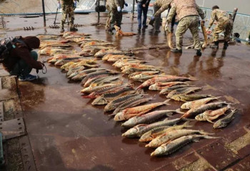 Браконьерлерден 21 тонна балық тәркіленді