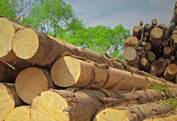 Ағаш материалдарын шетелге шығаруға тыйым салынды