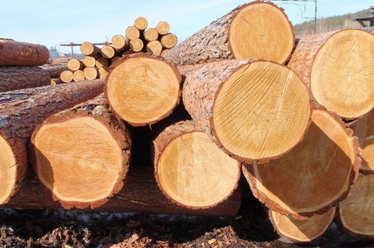 Вывоз отдельных видов лесоматериалов поставили под запрет в Казахстане