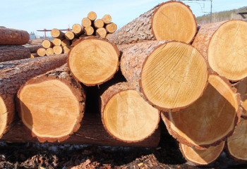 Вывоз отдельных видов лесоматериалов поставили под запрет в Казахстане