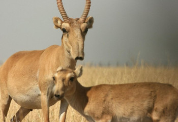 В Казахстане отозвали проект приказа об отстреле сайгаков
