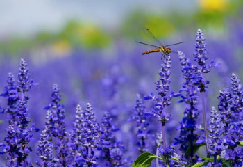 10 маусымға арналған ауа райы болжамы