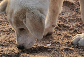 Ақтөбеде қаңғыбас ит-мысықты аулауға 51 млн қаржы бөлінбек