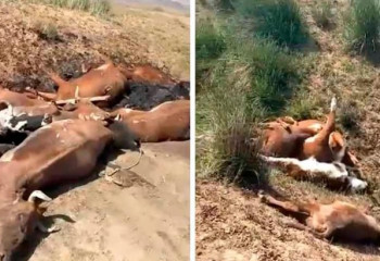 Қарағандыда ірі қара мал қырылып жатыр