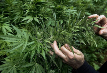 Қызылорда облысында ірі есірткі алқабы анықталды