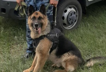 Шымкентте полиция иті бір сағат ішінде жоғалған баланы тапты