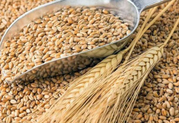 Еліміз бидай мен ұн экспортына квотаны 30 қыркүйекке дейін ұзартады