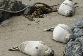 Каспий теңізінде 220 итбалықтың денесі табылған