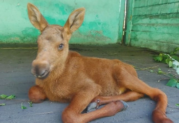 В восточном Казахстане лесники спасли раненого лосенка