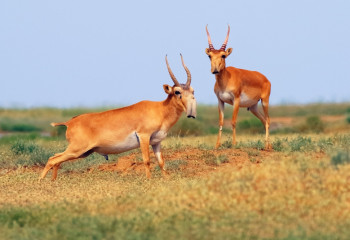 В ЗКО могут разрешить отстрел сайгаков 