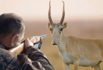 Киіктерді атуға рұқсат беріле ме?