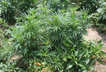 Оңтүстік өңірден 60-қа жуық қарасора плантациясы анықталды