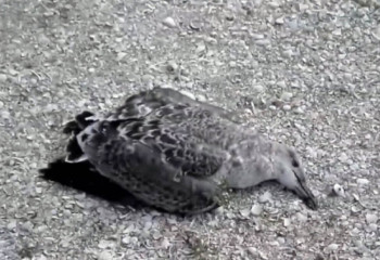 Массовый падеж бакланов обнаружен в Мангистауской области