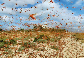 За 4 года площадь распространения саранчи сократилась почти вдвое