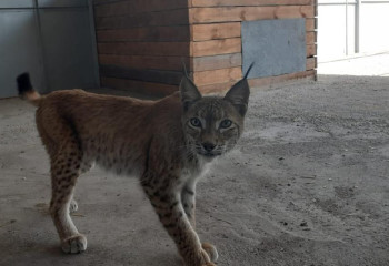 Две редкие рыси появились в Карагандинском зоопарке 