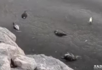 Ақтауда құстар жаппай қырылып жатыр