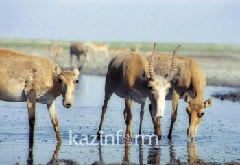 Фермеры заявили о причинении вреда пастбищам из-за роста численности сайгаков в ЗКО