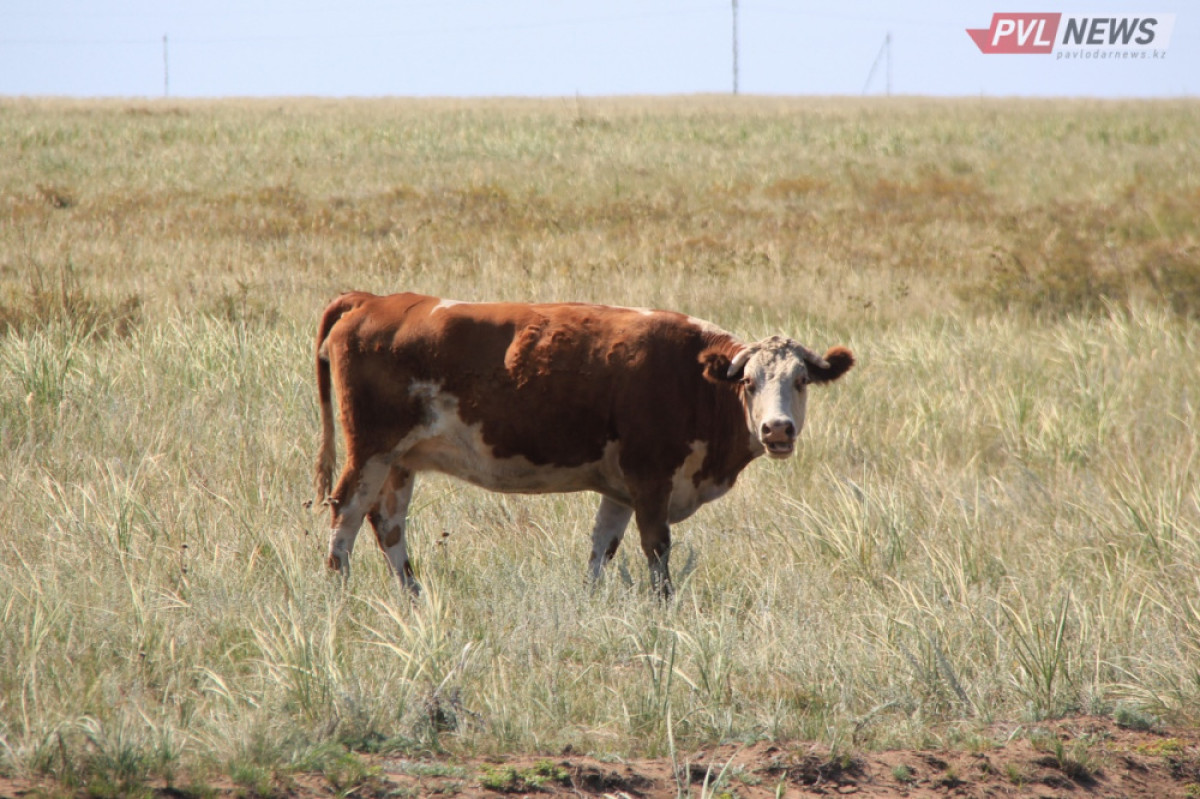 От неизвестной болезни гибнет скот в Павлодарской области