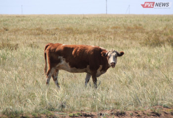 От неизвестной болезни гибнет скот в Павлодарской области
