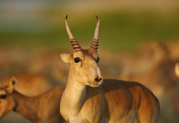 Батыс Қазақстан облысында киік мәселесі күрделі болып отыр