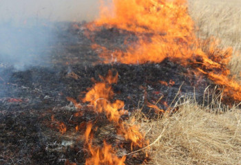 Қарағанды облысында орман өртеніп жатыр