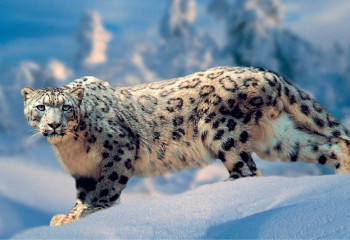 В честь Года барса Казпочта выпустила почтовую марку 