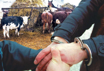 Қостанай облысында мал ұрлығымен айналысқан топ ұсталды